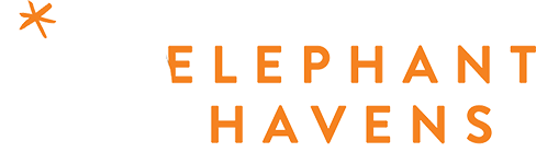 elephant affiliate 1
