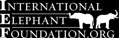 elephant affiliate 2