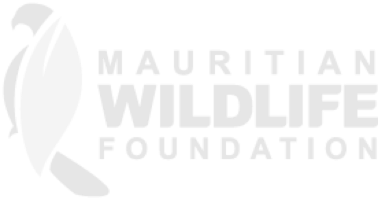 elephant affiliate mauritian